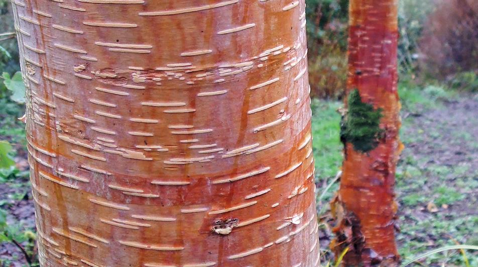 Nepalese Orange has gorgeous rich orange bark, peeling in coppery-orange strips and prominent lenticels